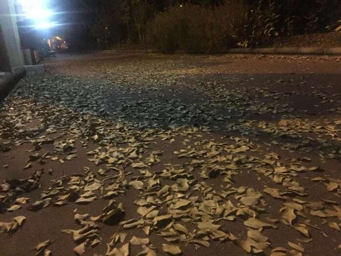 Imagen de uno de los tramos del parque de San Juan, la noche de este jueves, cubierto por hojas (Foto TA)